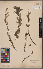 Foto von Salix aurita L.